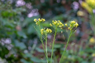 Close-up of flowering plant on field