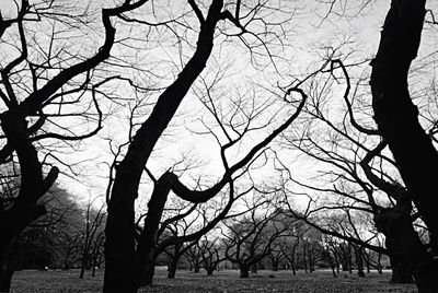 Bare trees against sky