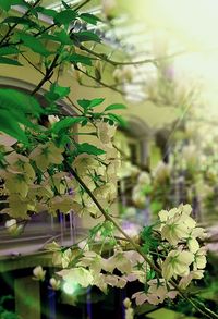 Close-up of flower tree against sky