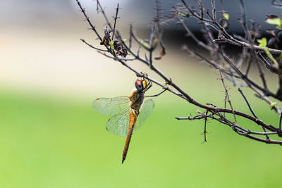 Close-up of insect on plant