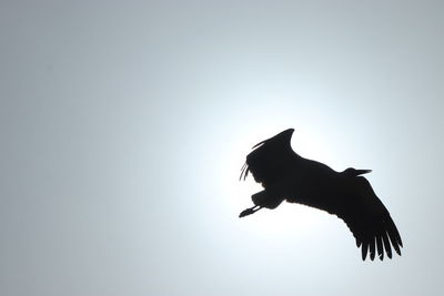 Low angle view of a bird flying