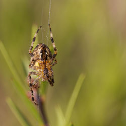 Close-up of spider