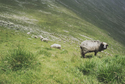 Sheep grazing on field