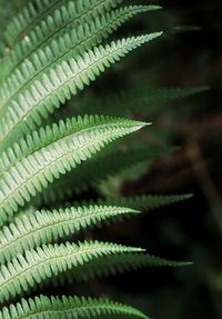 Close-up of fern leaves