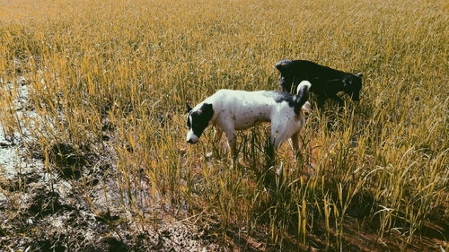 Dog on field