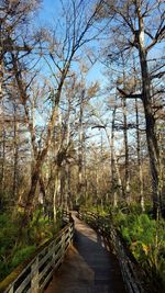 Empty road along trees in forest