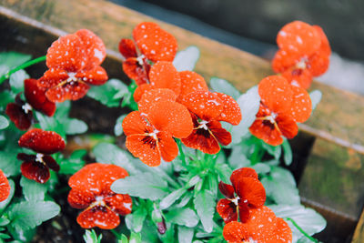 Close-up of wet red flowers