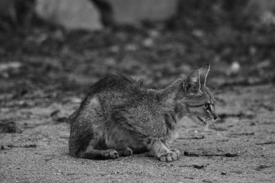 Side view of a cat on field