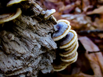 Close-up of mushrooms on tree trunk