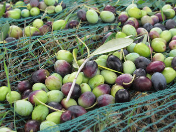 Close-up of fruits in net