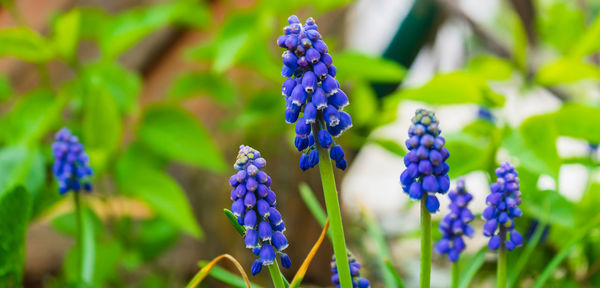 Close-up of purple flowering plants