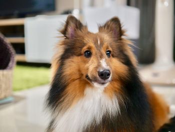 Close-up portrait of a dog