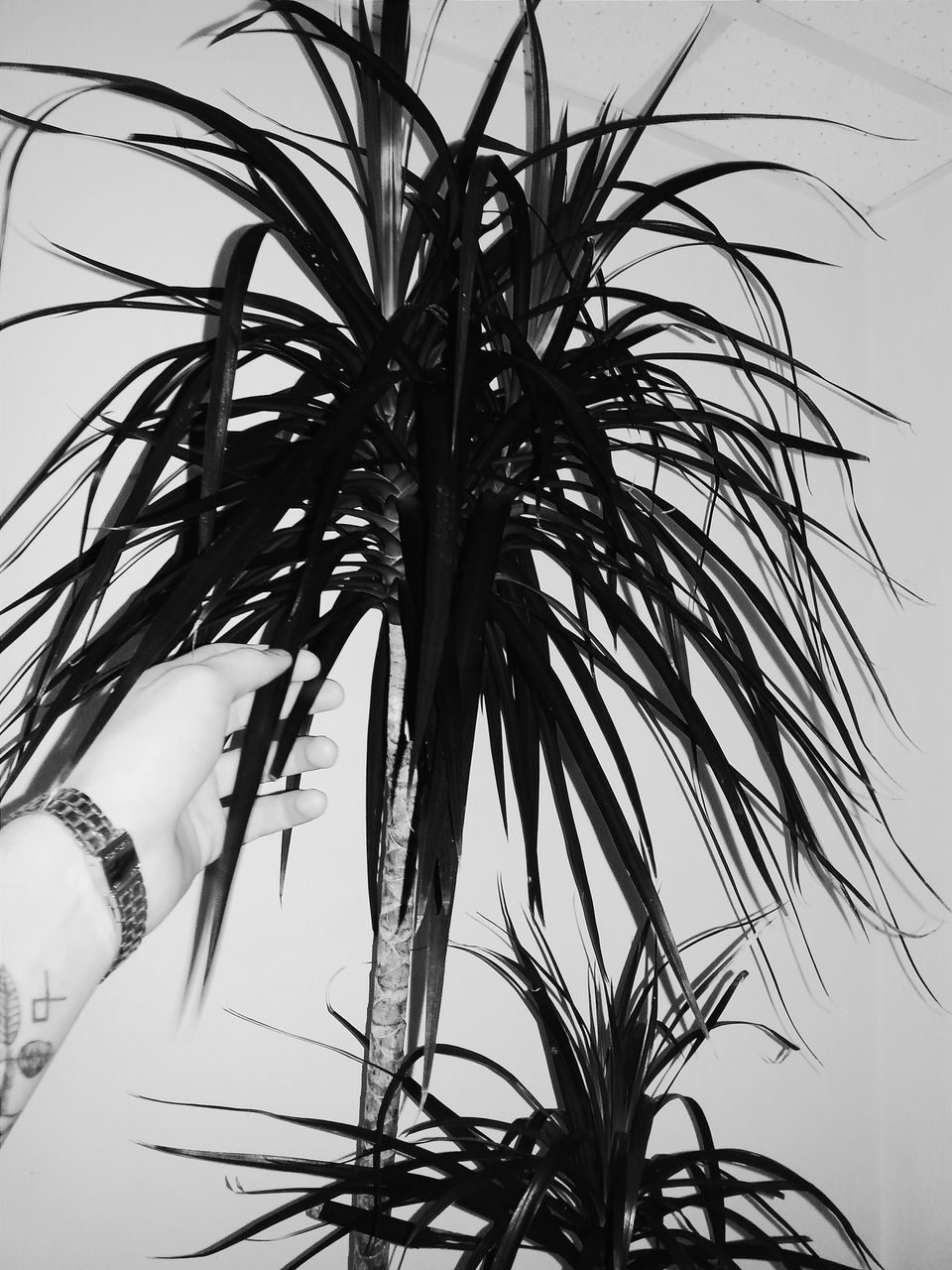 low angle view, growth, palm tree, plant, nature, sky, close-up, clear sky, no people, branch, day, outdoors, tranquility, silhouette, stem, growing, beauty in nature, leaf, twig, grass