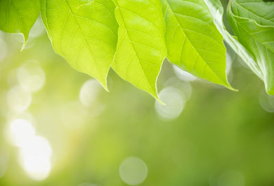 Close-up of fresh green leaves