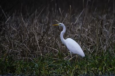 White bird on grass