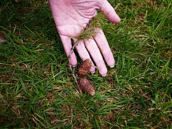 High angle view of hand holding corn on field