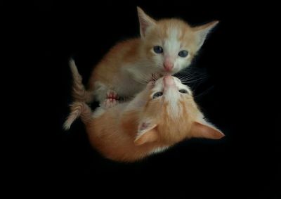 Portrait of cat against black background