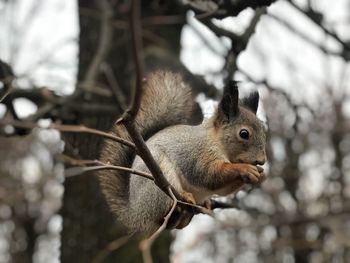 Close-up of squirrel on tree