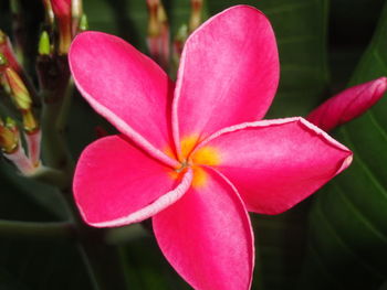 Close-up of pink frangipani blooming outdoors