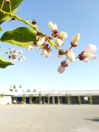 Close-up of flowering plant against sky