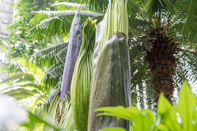 Close-up of food on plant