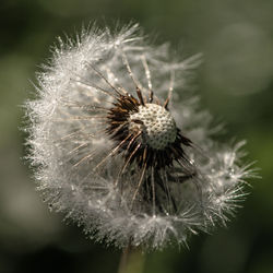 Close-up of dandelion flower