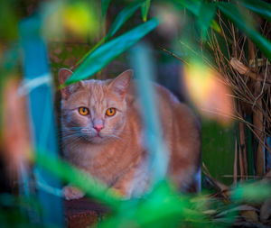 Portrait of a cat on field