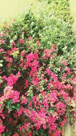Pink flowering plants