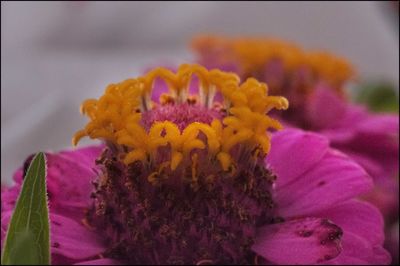 Close-up of pink flowers