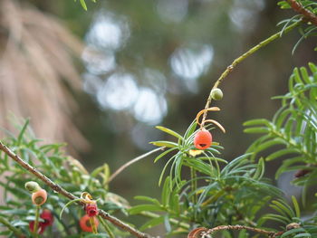 Close-up of leaves on tree