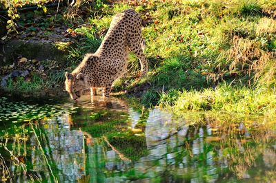 Giraffe in water