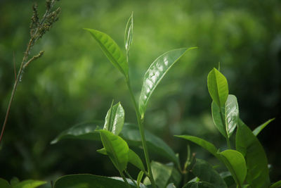 Close-up of wet plant