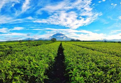 Scenic view of agricultural field against sky