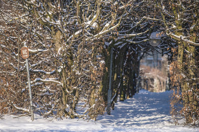 Snow covered field and alley