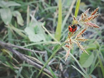 Close-up of insect on plant