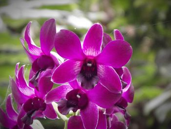 Close-up of pink flowers