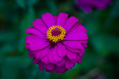 Close-up of purple flower