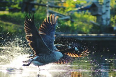 Canada geese taking off from lake