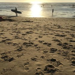 View of birds on beach