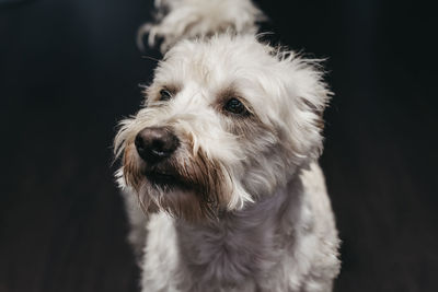 Close up portrait of a senior ganaraskan dog, looking at the camera, selective focus.