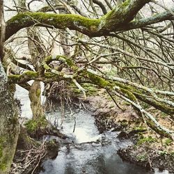 Trees in forest