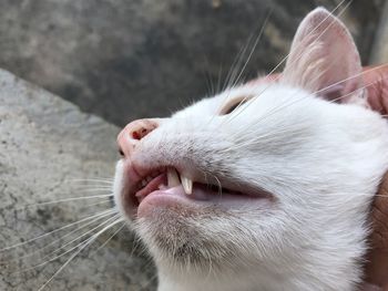Close-up of cat with eyes closed