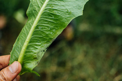 Close-up of hand holding leaf