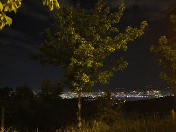 Close-up of tree at night