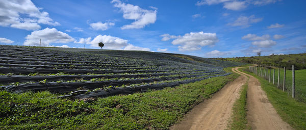 landscape