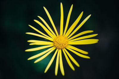 Close-up of flower over black background