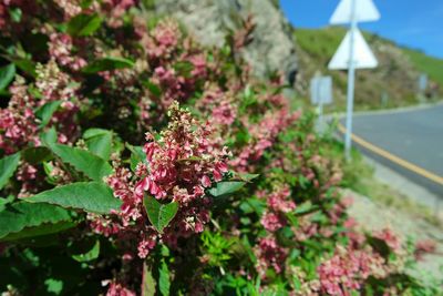 Pink flowers blooming on tree