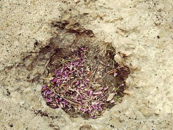 Close-up of purple flowers