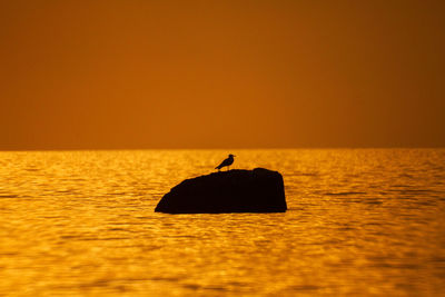 Beautiful landscape with lonely seabird on stone,sunset background , orange light 