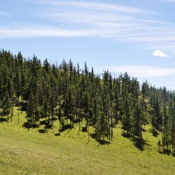 Trees on field against sky
